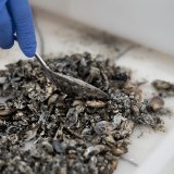 La start-up lausannoise Alien Limited cherche à recycler les moules quagga (photo d'illustration). KEYSTONE/GAETAN BALLY